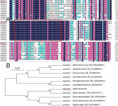 MbMYBC1, a M. baccata MYB transcription factor, contribute to cold and drought stress tolerance in transgenic Arabidopsis